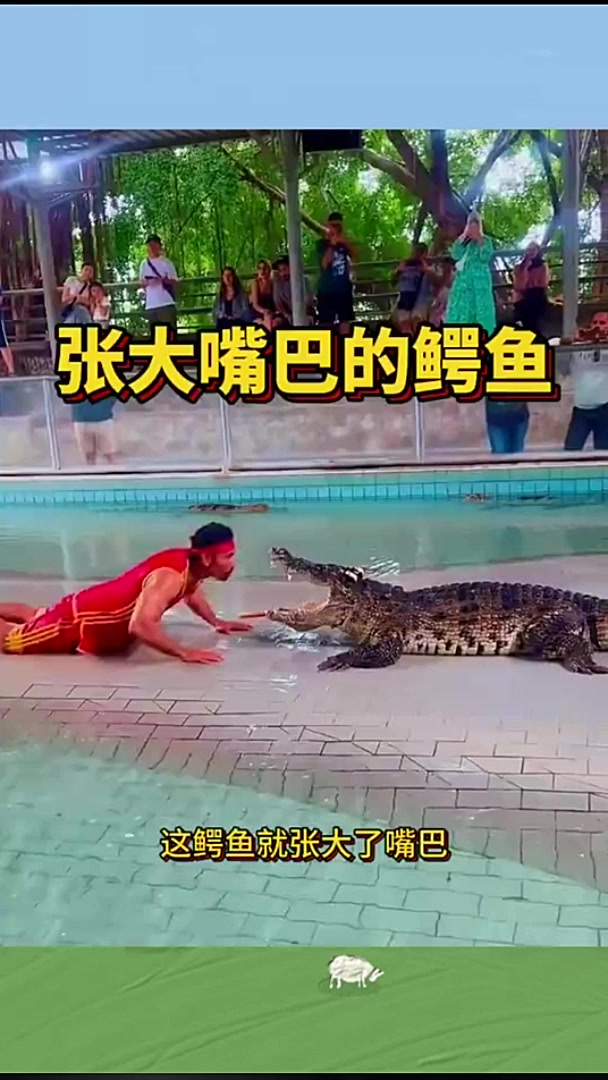 张大嘴巴的鳄鱼，训练的真听话