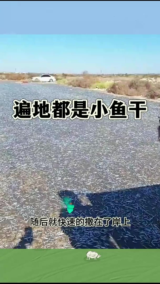 遍地都是小鱼干,晒干后有泥巴吗