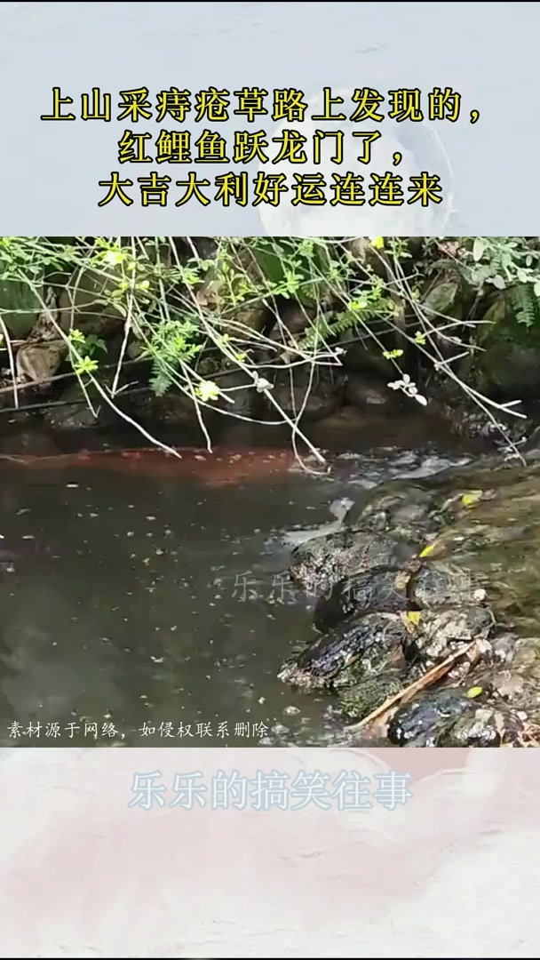 上山采痔疮草路上发现的,红鲤鱼跃龙门了,大吉大利好运连连来