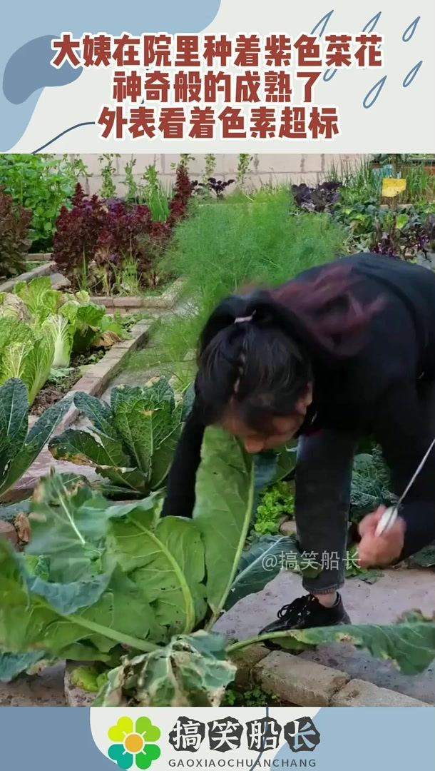 大姨在院里种着紫色菜花，神奇般的成熟了，外表看着色素超标！