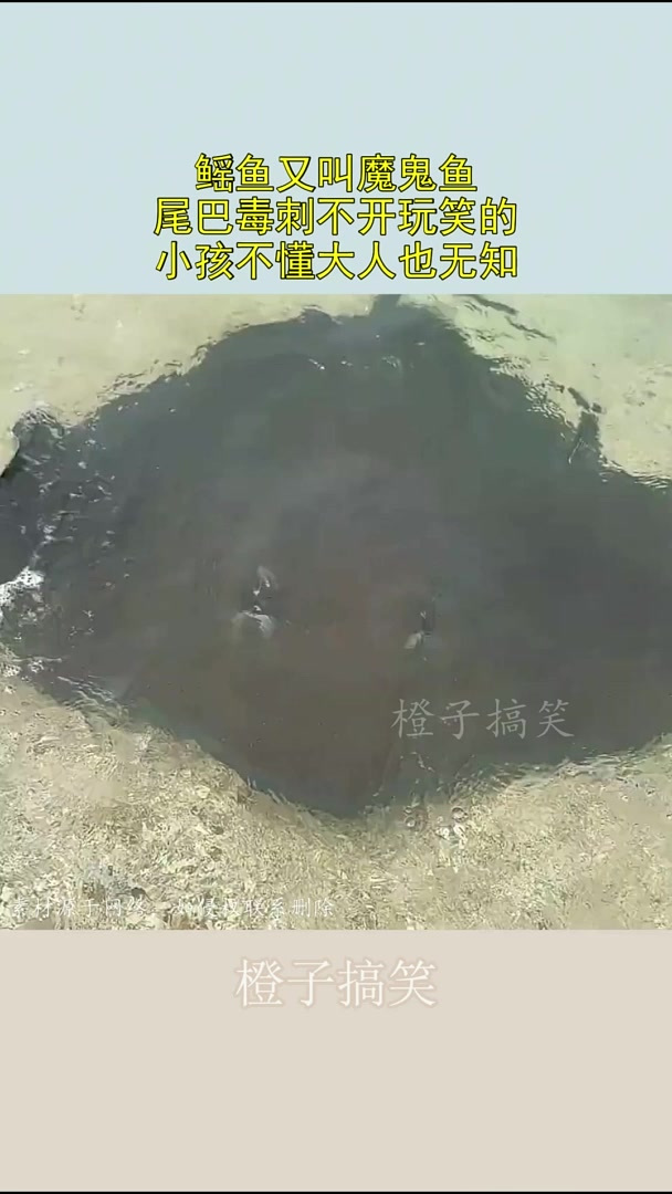 鳐鱼又叫魔鬼鱼,尾巴毒刺不开玩笑的,小孩不懂大人也无知!