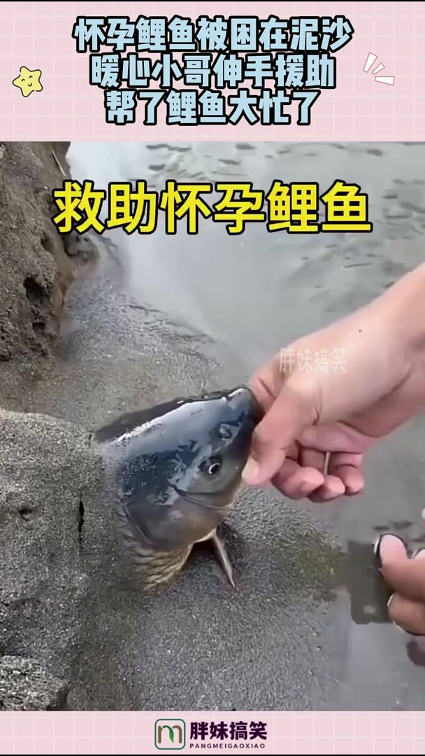 怀孕鲤鱼被困在泥沙，暖心小哥伸手援助，帮了鲤鱼大忙了！