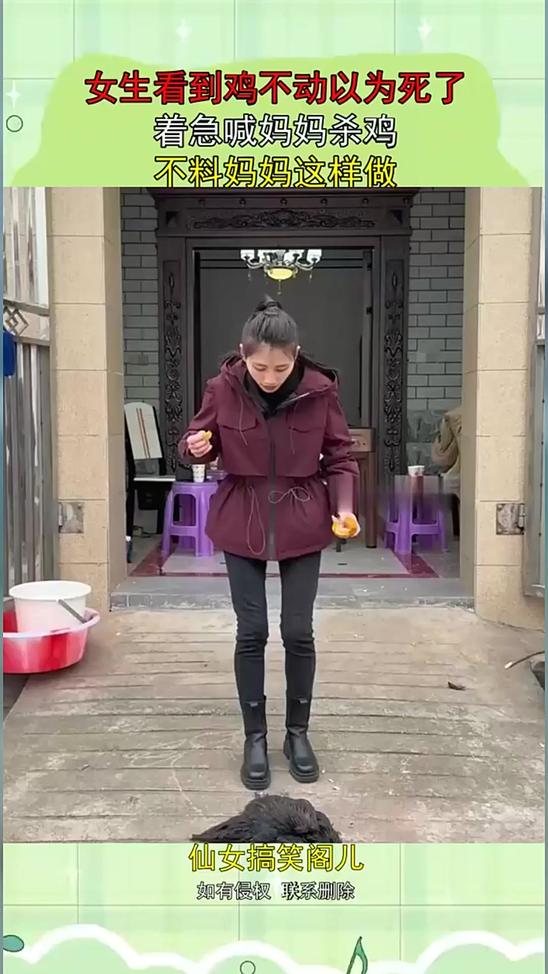 女生看到鸡不动以为死了，着急喊妈妈杀鸡，不料妈妈这样做！