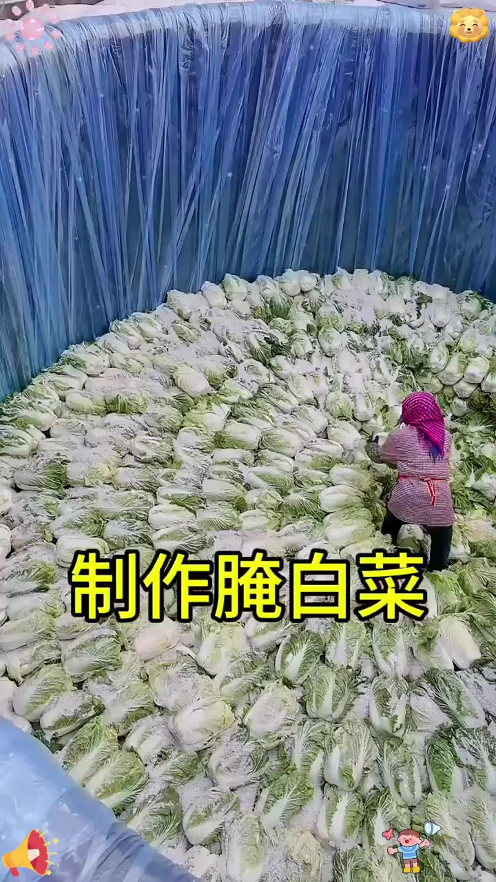 制作腌白菜!