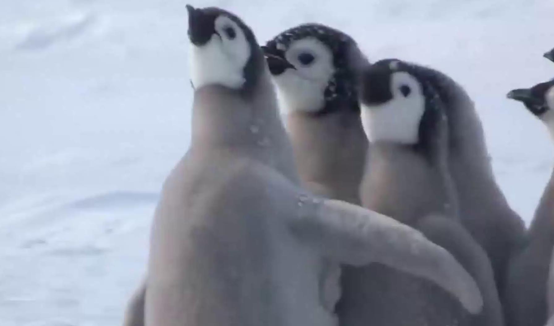 小企鹅遭海鸟欺凌,奋起反击终获胜!共进共退才能形成一个团队