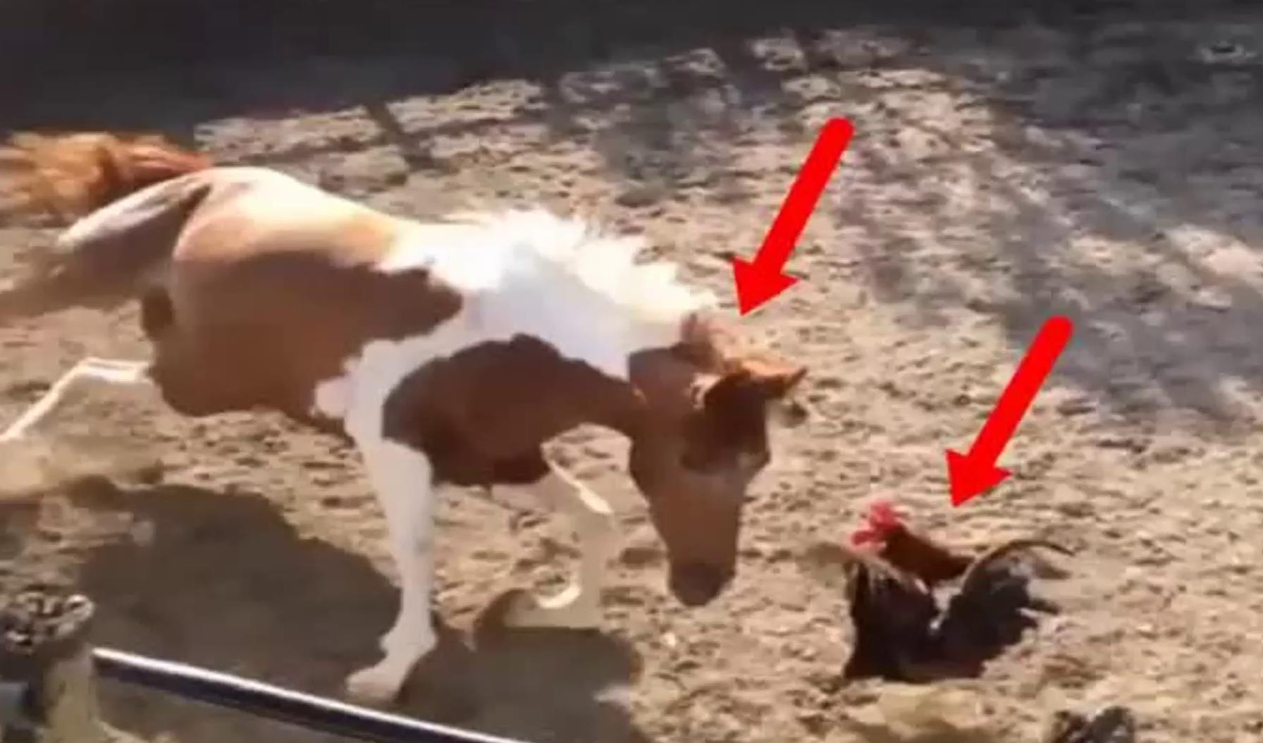 公鸡招惹马儿,马儿使出“侧翻”将其压在身下,马:我们同归于尽