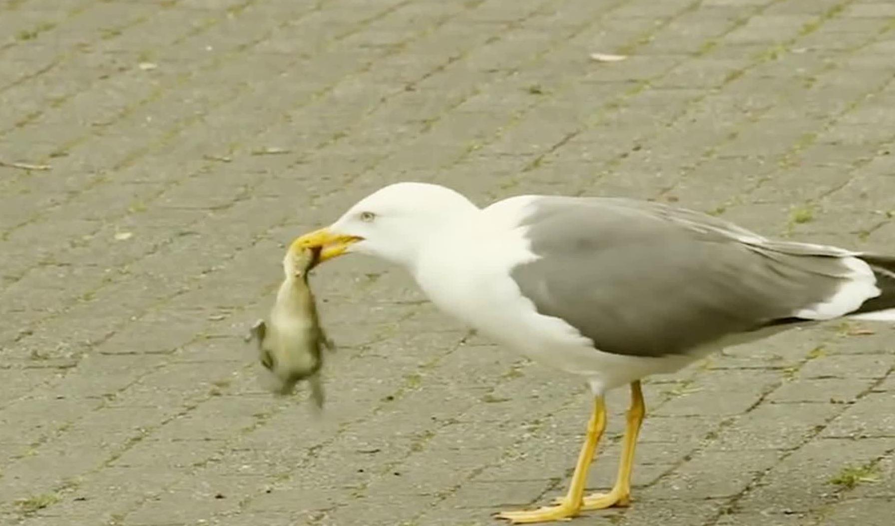 小鸭当着鸭妈妈的面被生吞,母鸭直接将海鸥拖下水,霸气了!