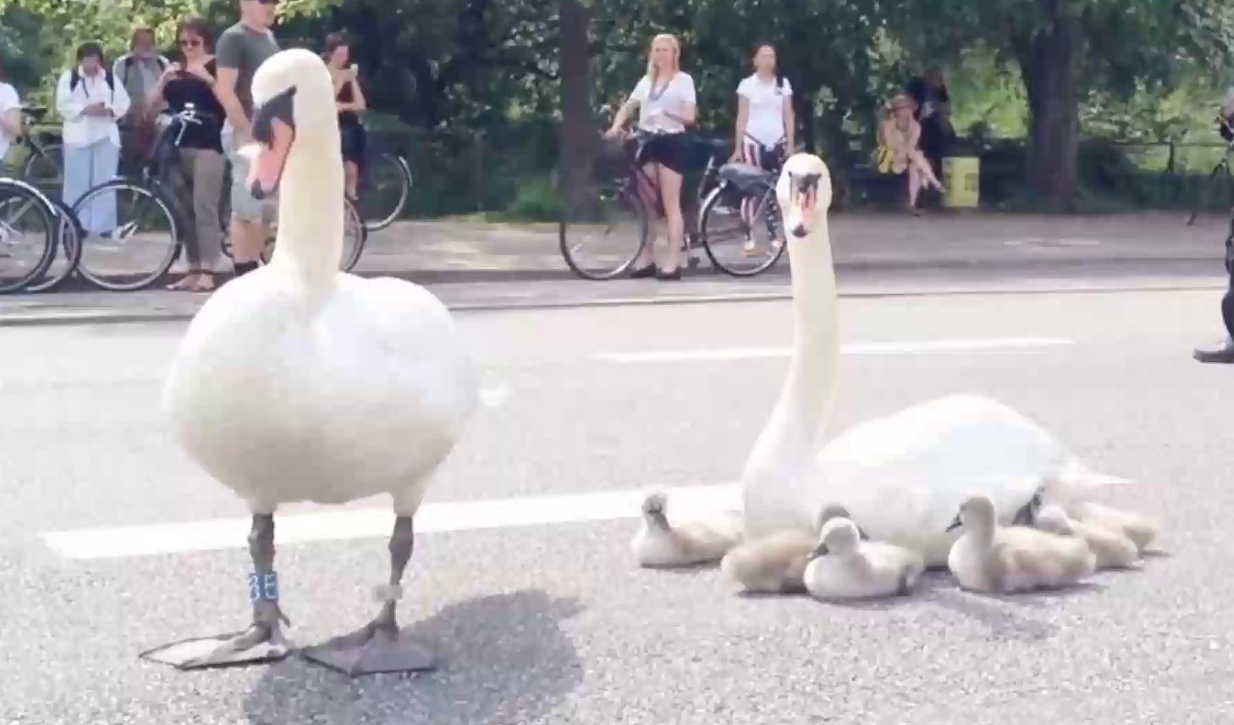 天鹅一过马路，突然蹲在地上不走了，接下来的画面让人感动！