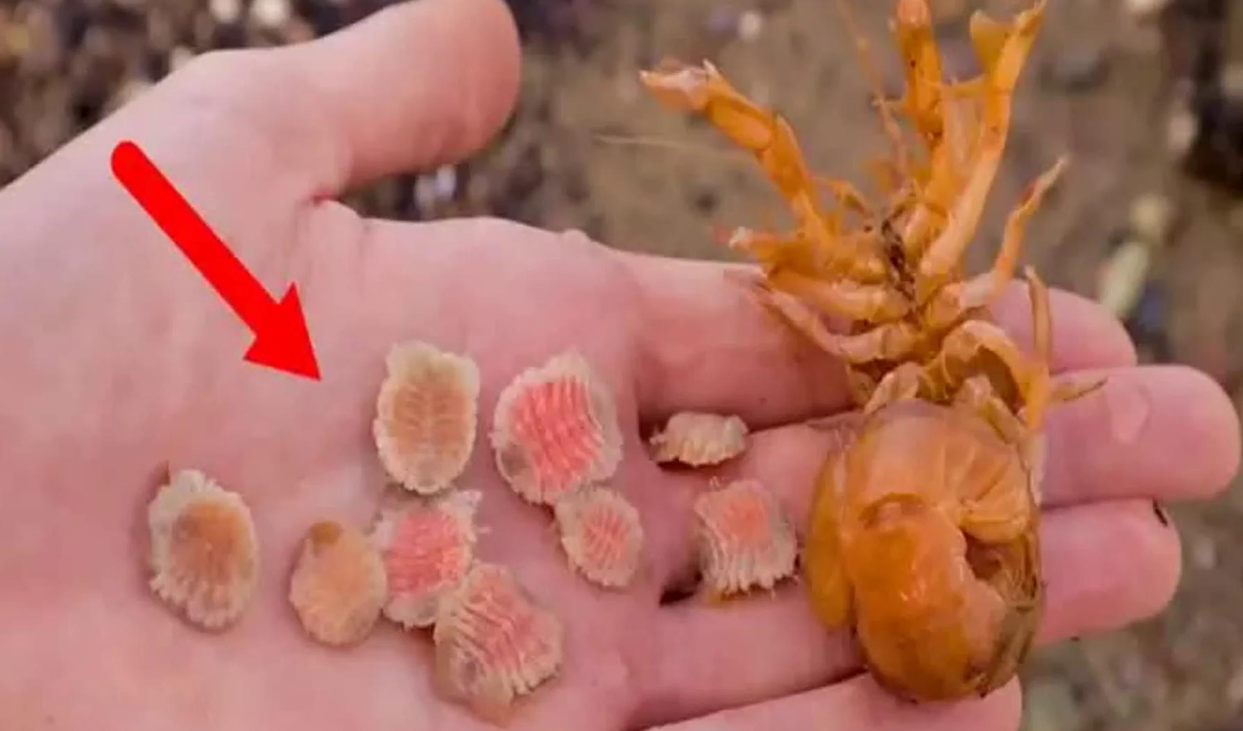 太可怕了！看上去平平无奇的虾，实则体内全是寄生虫！