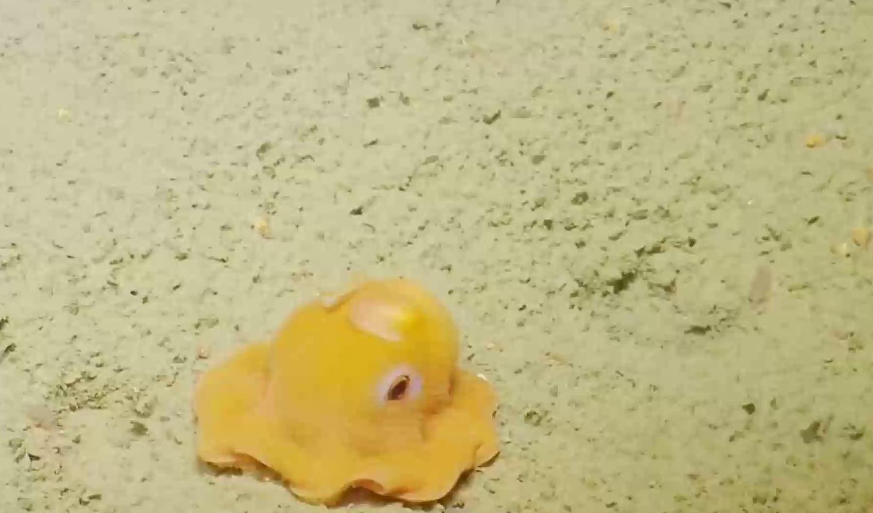 我认为最萌的烙饼章鱼，害羞时还会捂脸，引起了各路吃货的注意