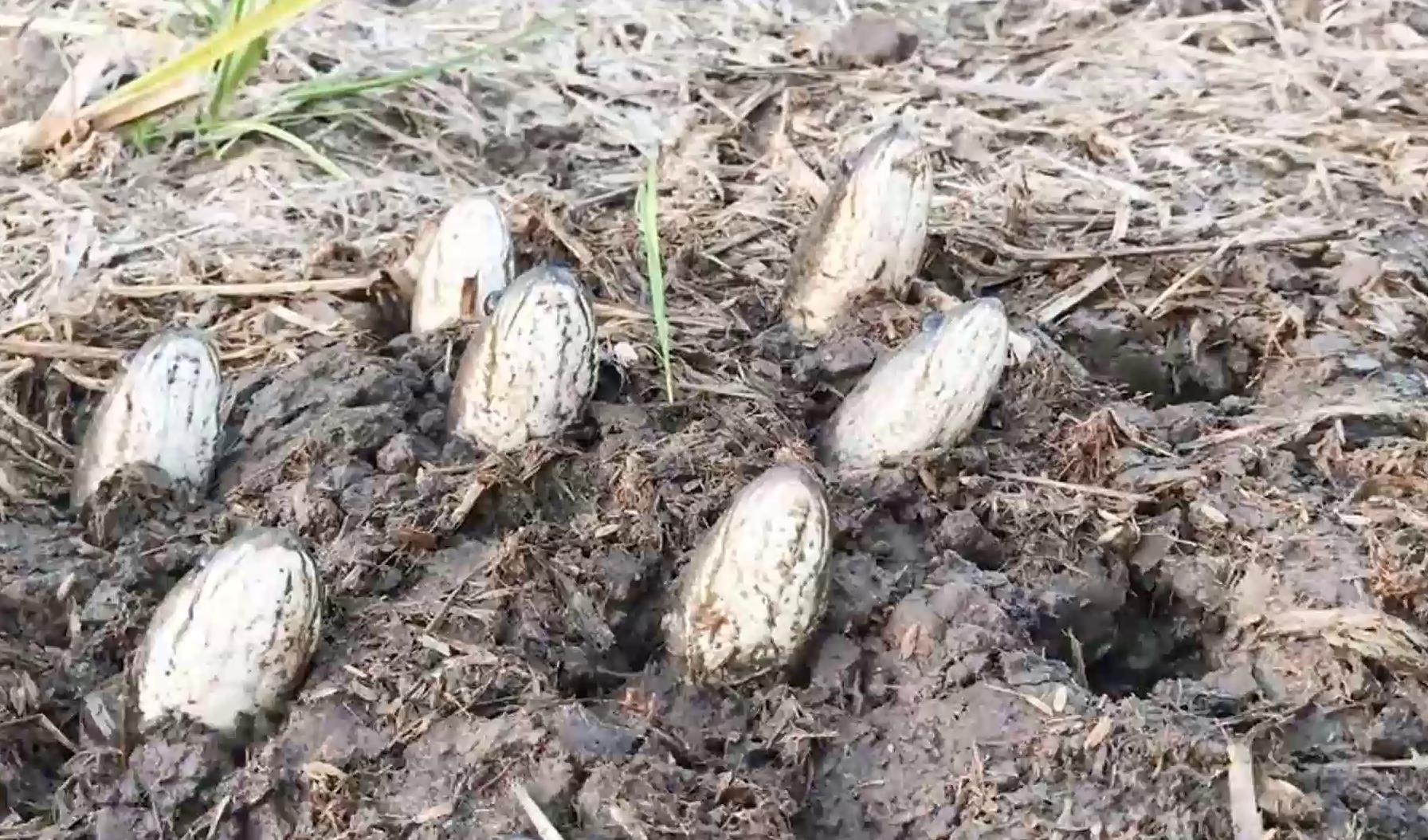 泥巴里长出鱼真是罕见,抓到的鱼还是活的,这画面像不像在拔萝卜