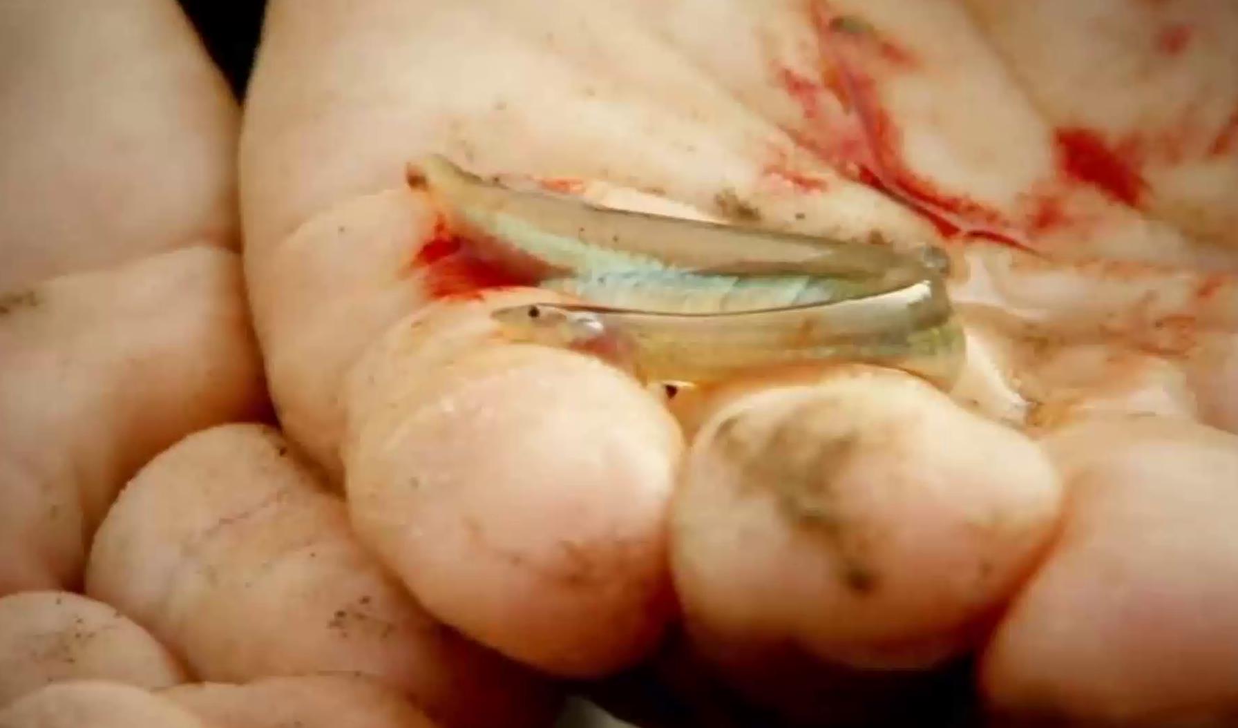 我见过最令人恐惧的鱼,比食人鱼还让人害怕,只因生存方式吓人