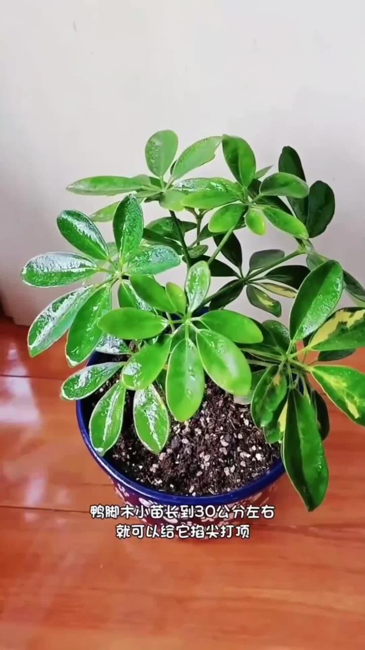 独杆鸭掌木打顶,养花小知识!