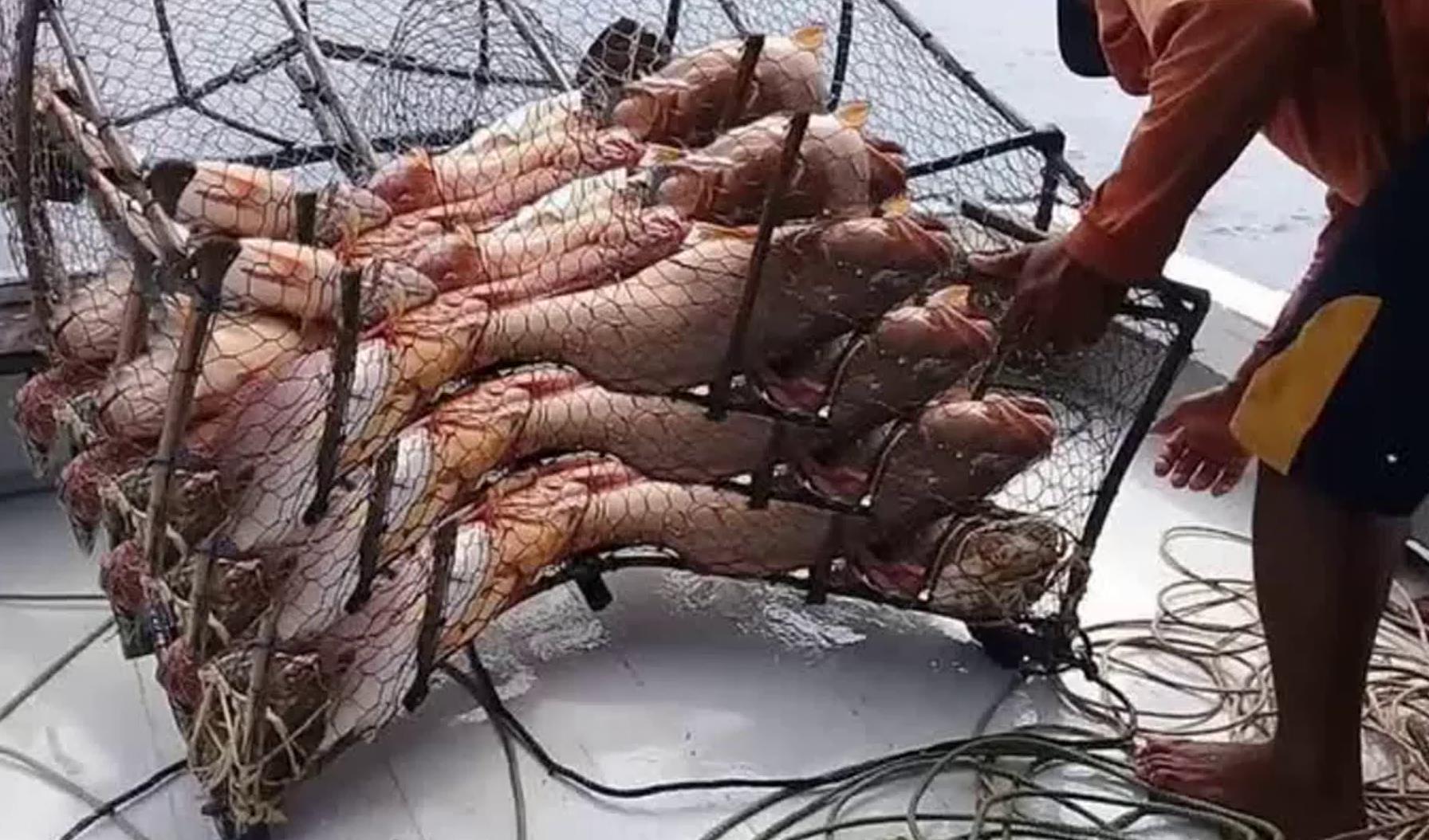 实拍海上陷阱捕鱼，将陷阱沉入深海，第二天的收获让人惊喜