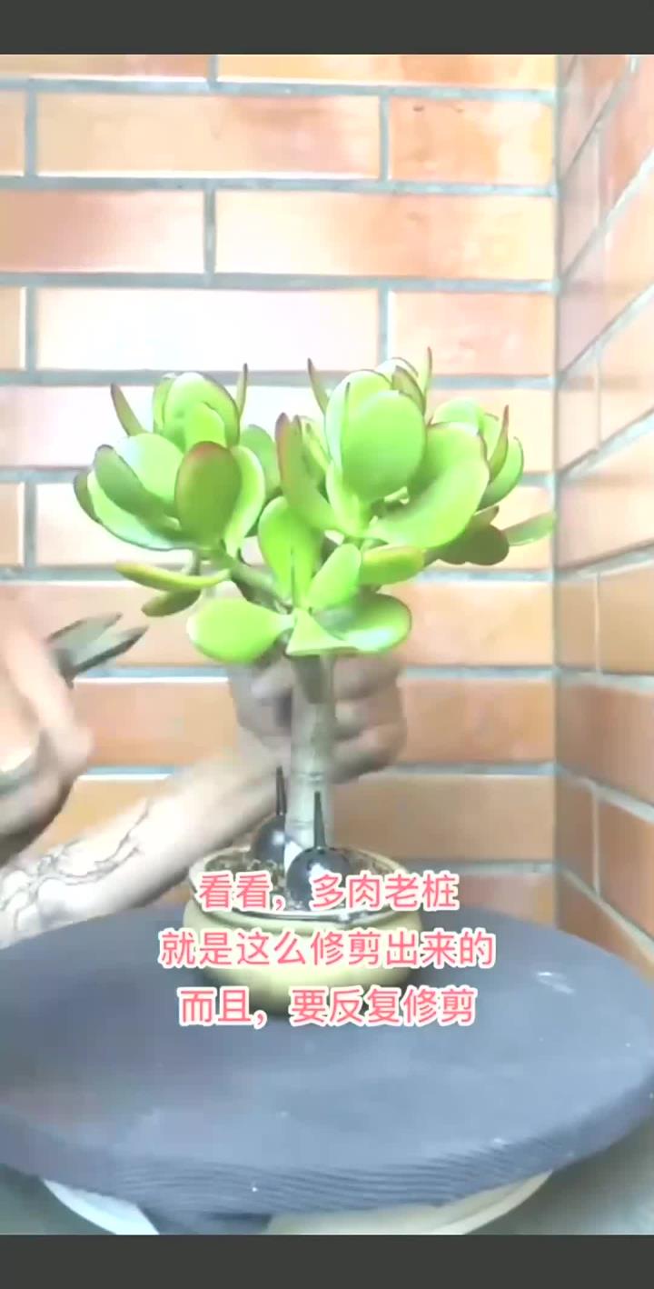 多肉老桩需要反反复复的修剪,就是这样修剪出来的!