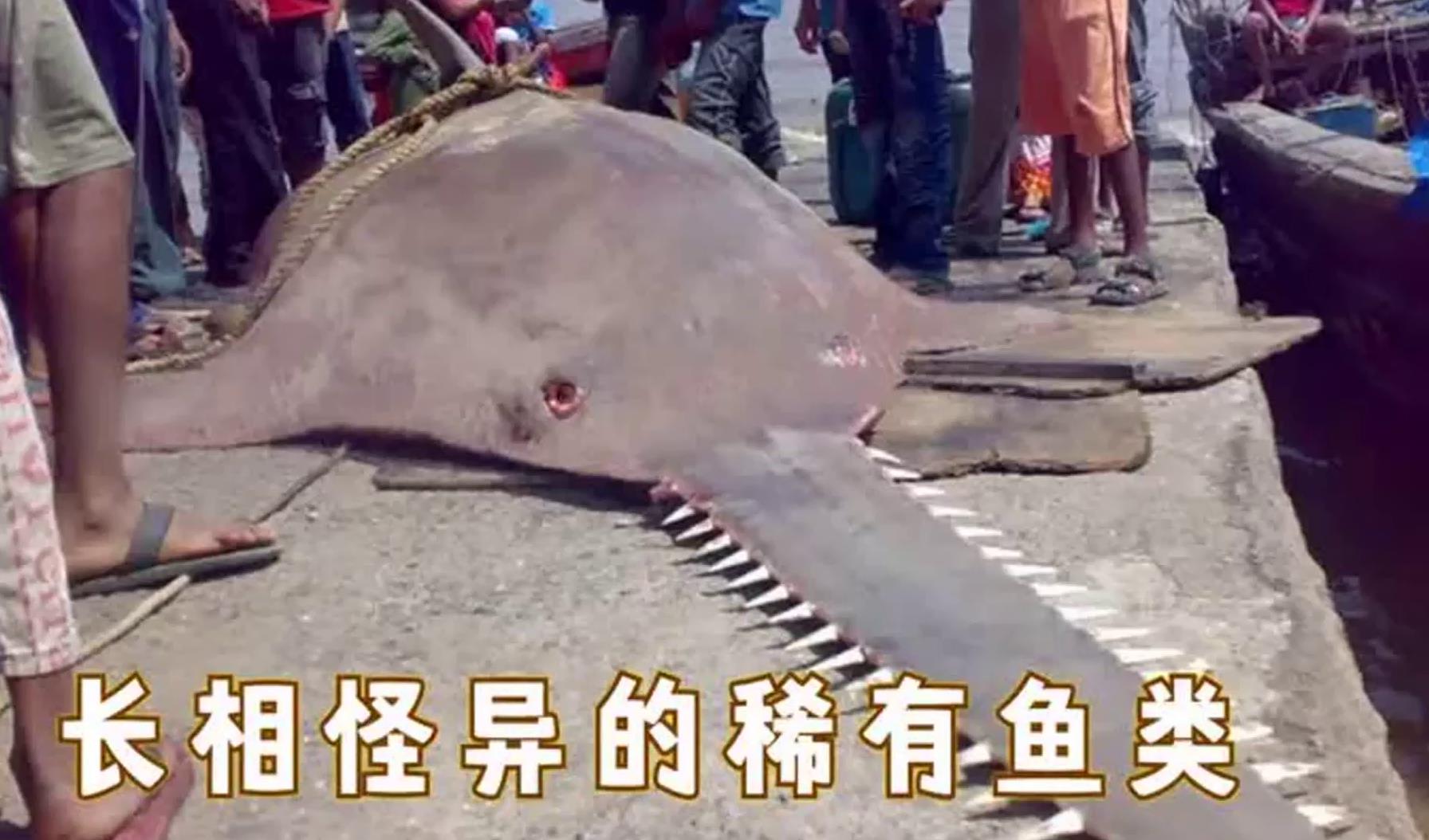 长相怪异的稀有鱼类，嘴上长一把大锯，堪称海洋中的电锯狂魔！