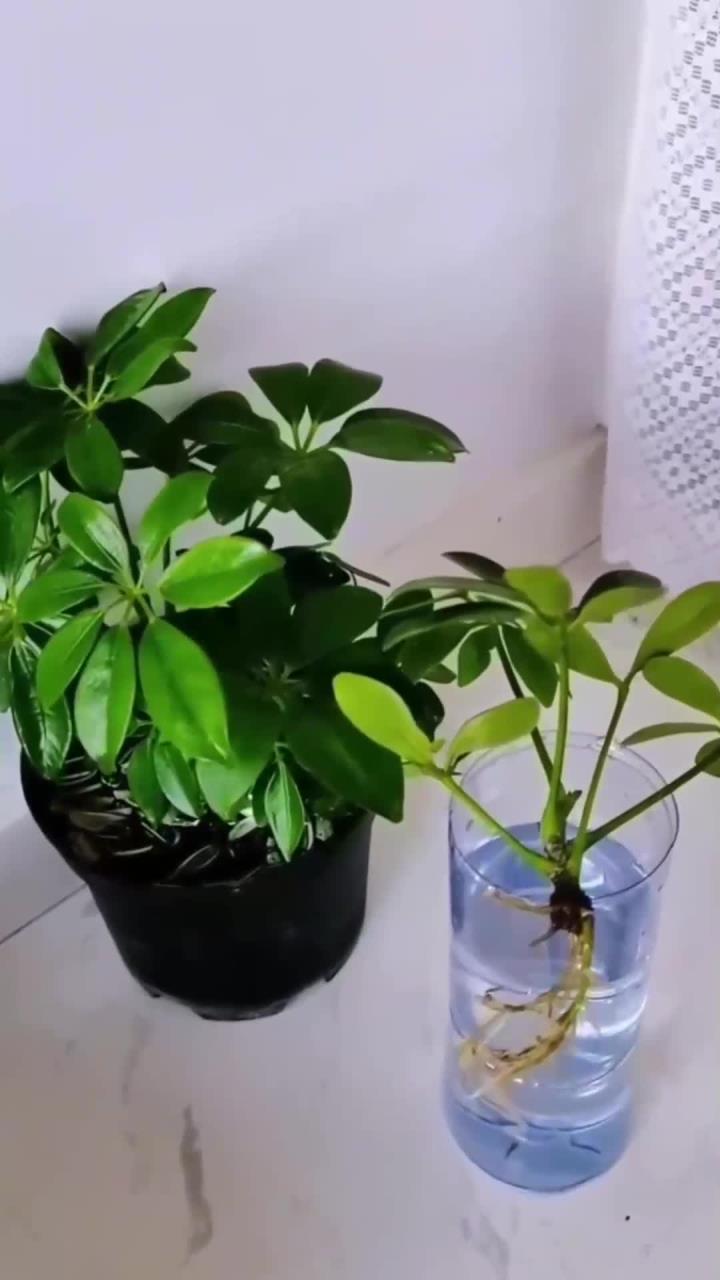 现在鸭掌木可以这样扦插你试了吗,养花小知识