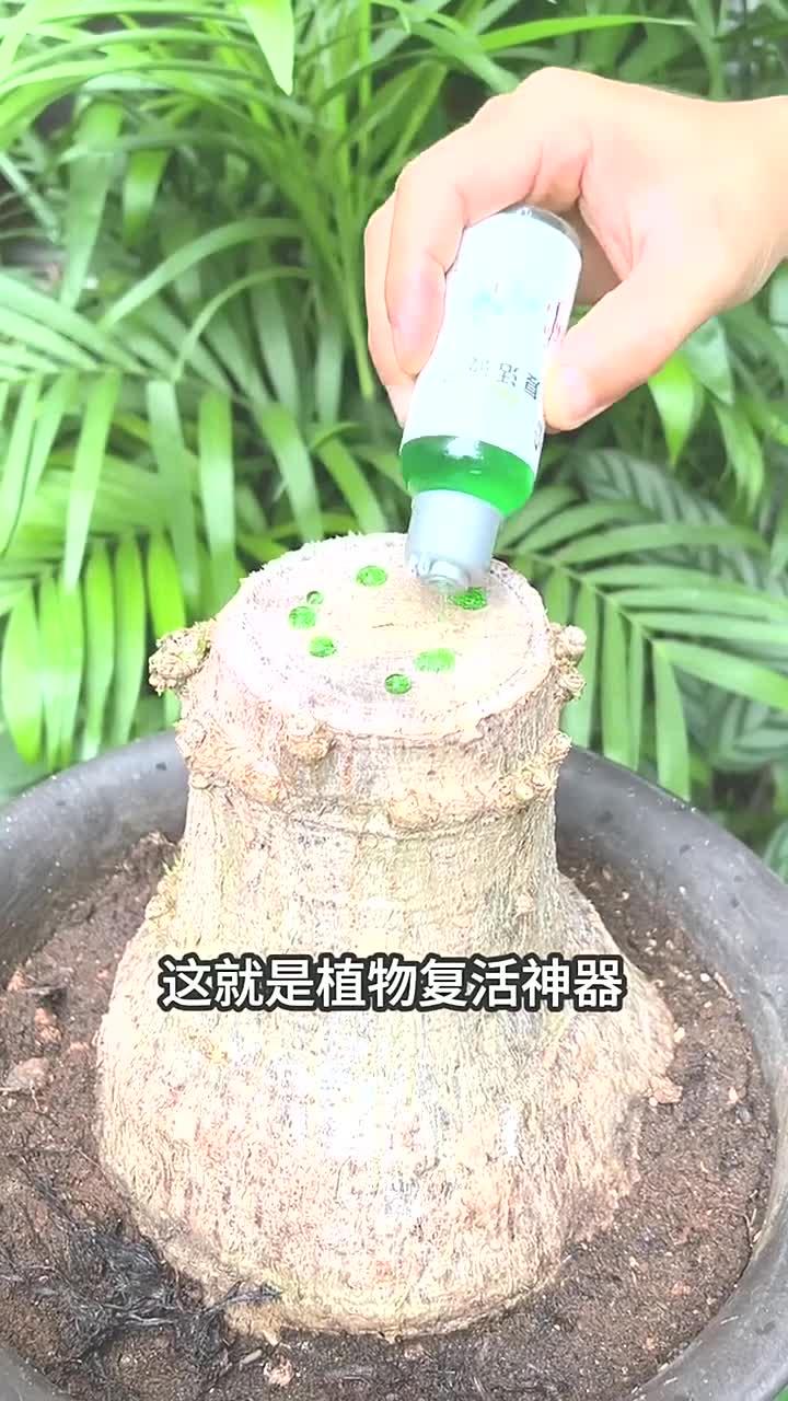发财树每次浇水前在水里加点它,很快长出新芽