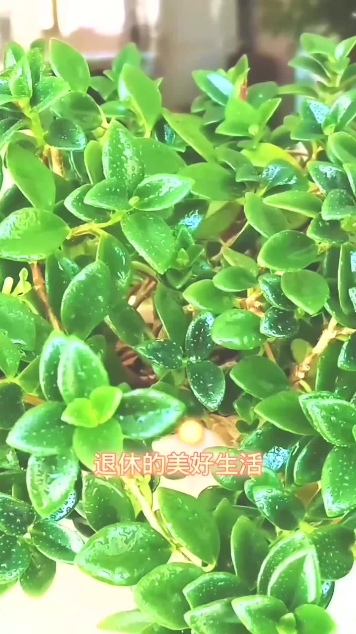 金鱼花这么养,长的旺盛开花好