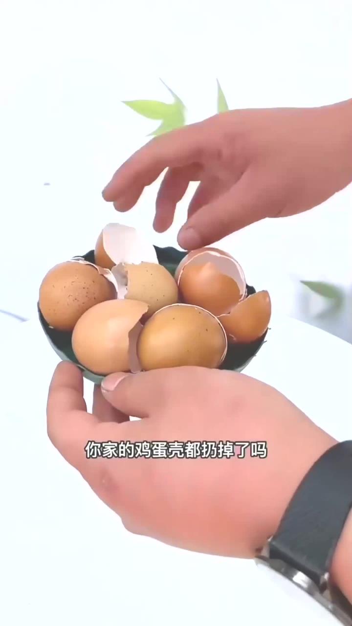 鸡蛋壳养花有妙用