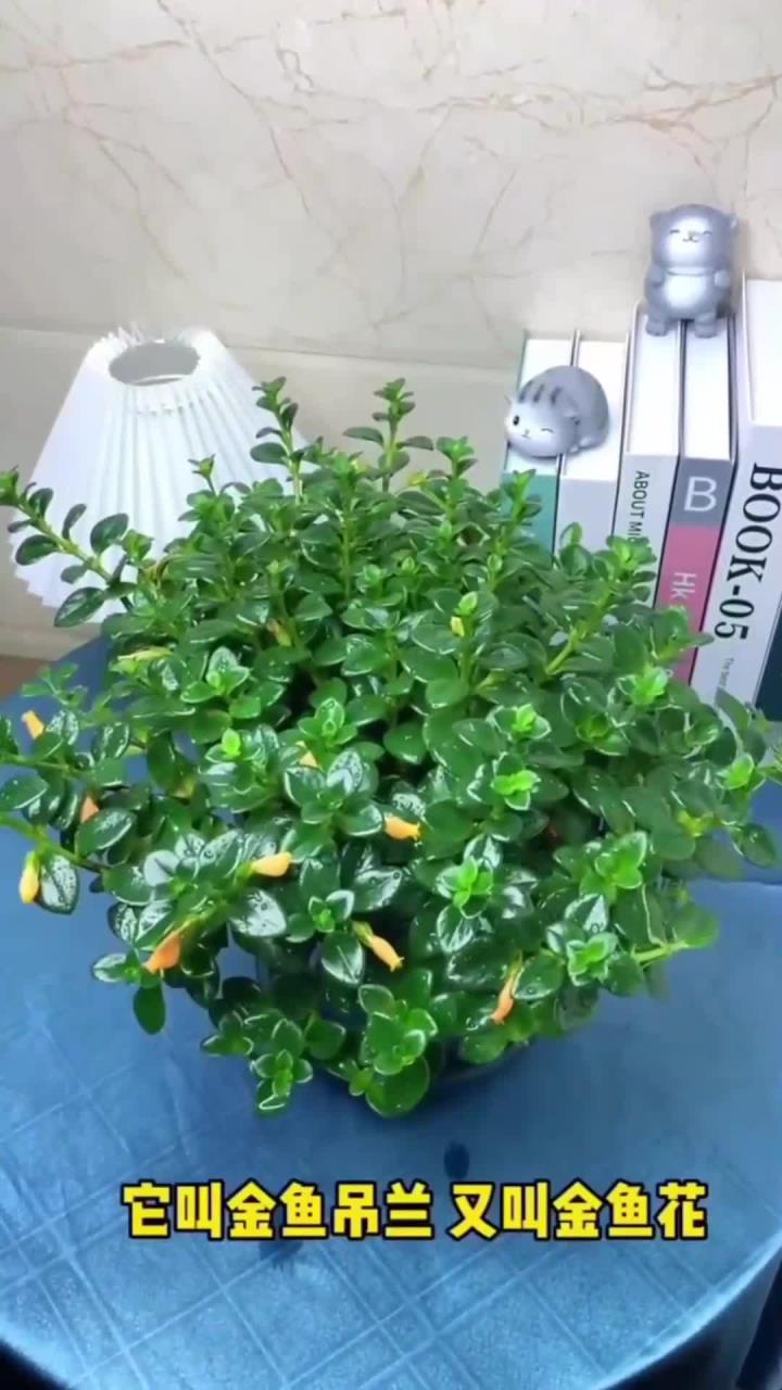 养一盆“金鱼花”,寓意年年有余