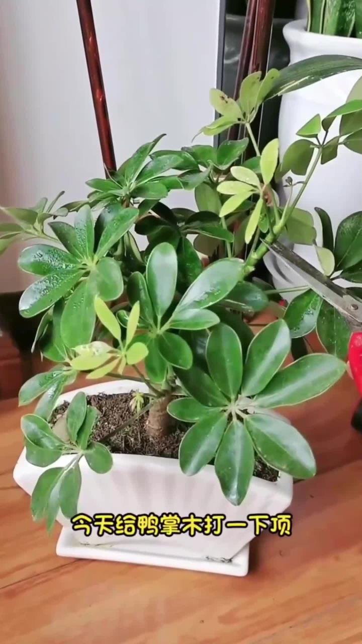 鸭掌木这样剪易生侧枝长得快 (2)