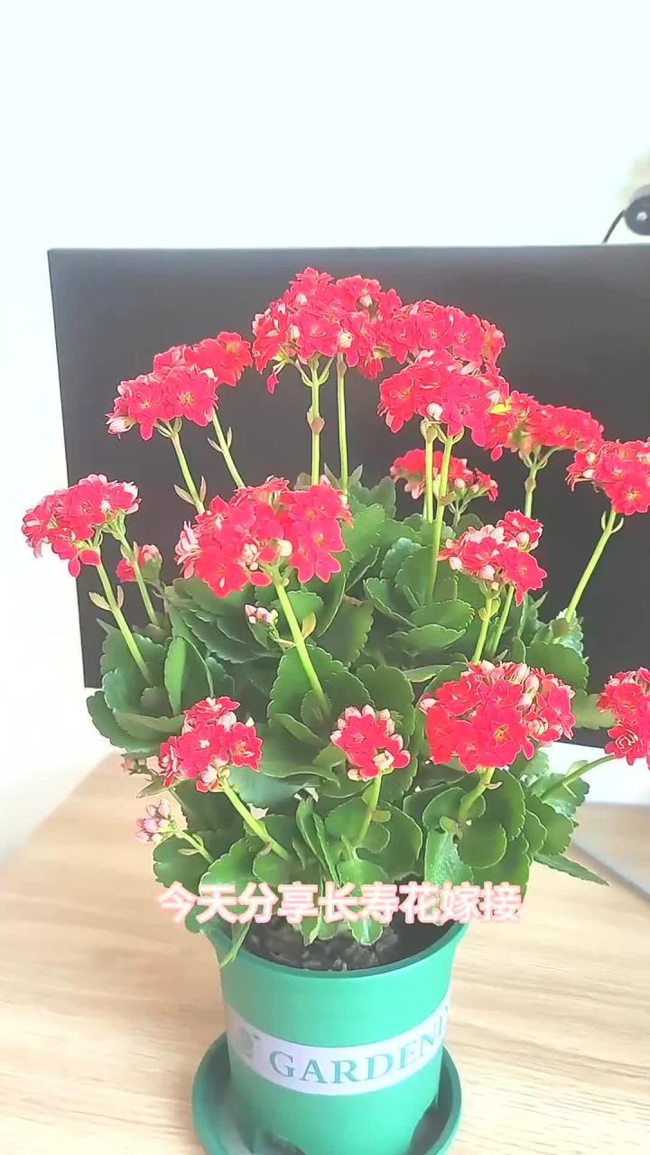 长寿花嫁接好处多