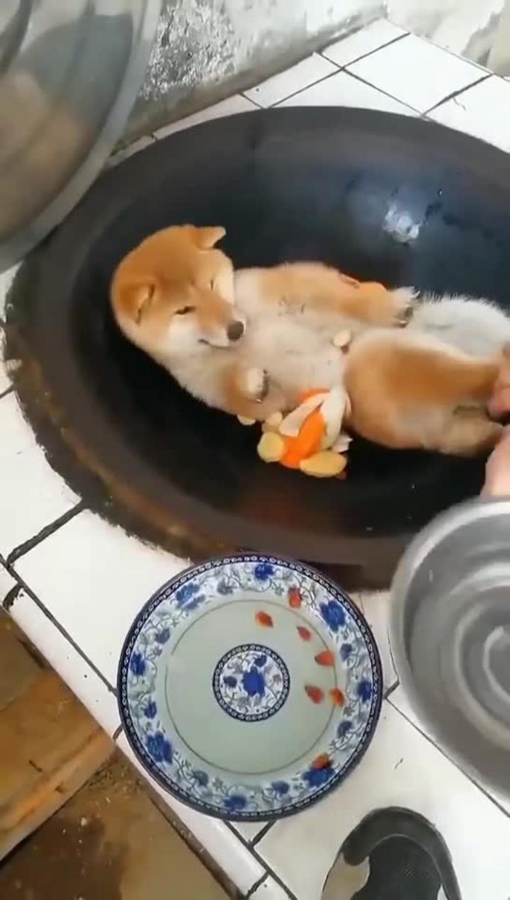 狗肉汤的做法