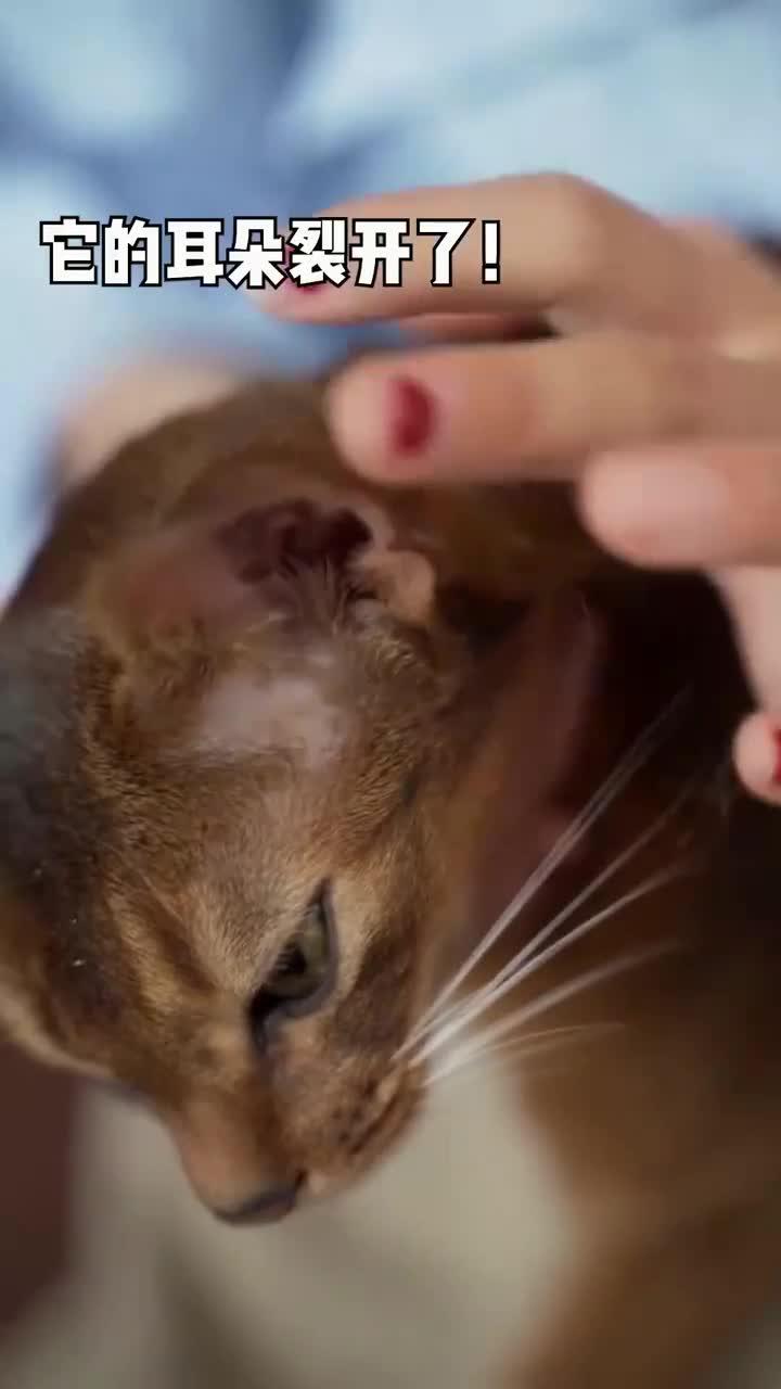 新手养猫常识!课代表出来一下!