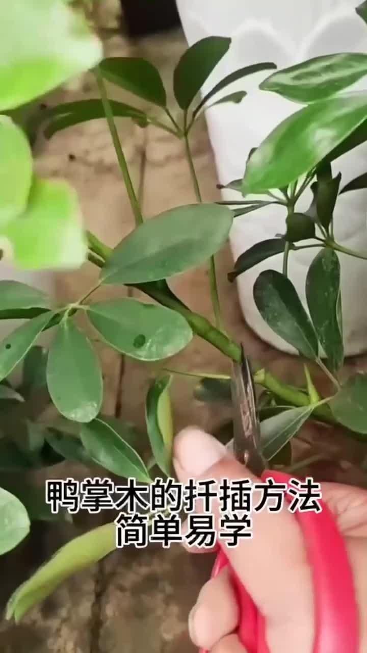 鸭掌木的扦插方法,简单易学