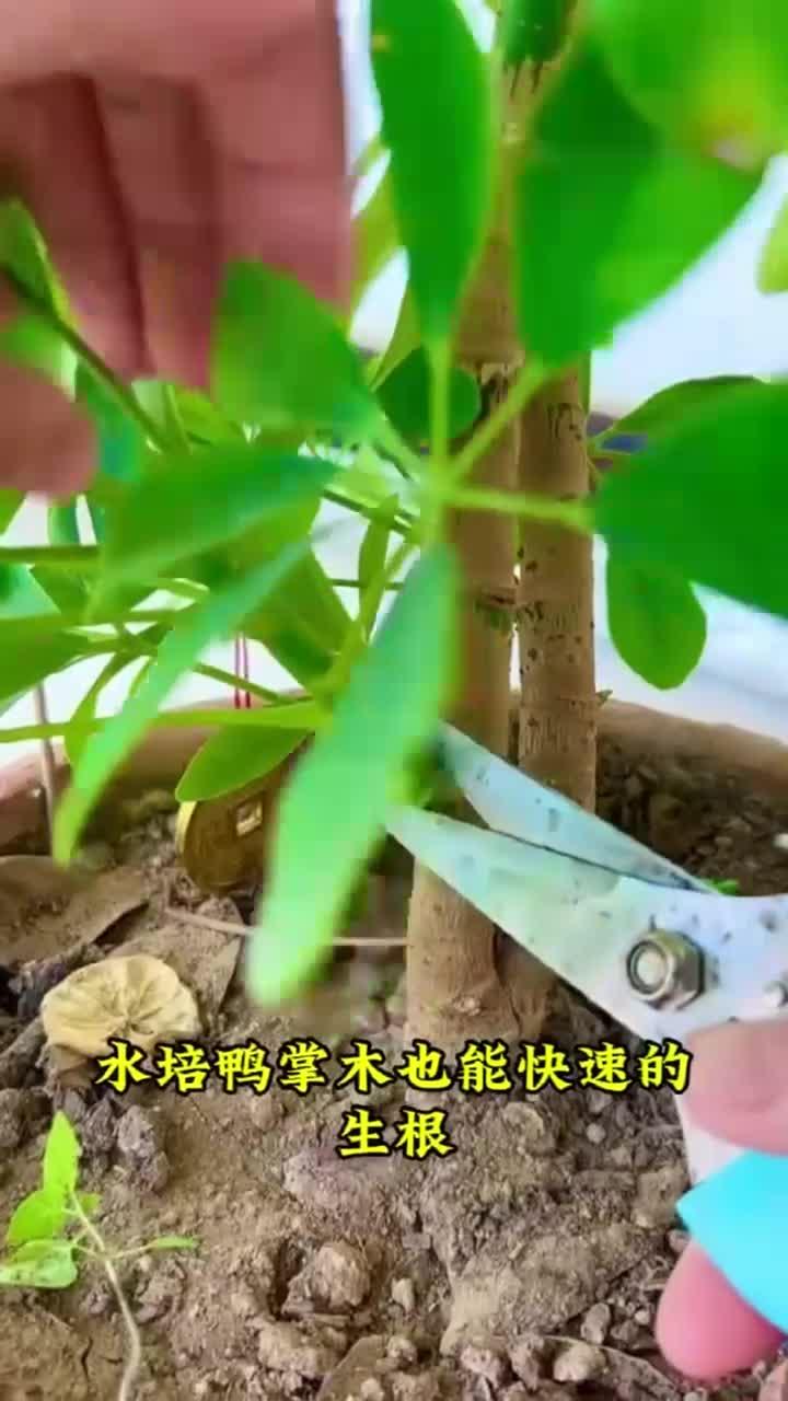 水培鸭掌木也能快速生根