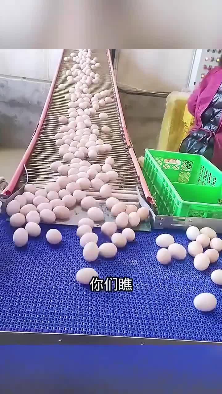 智能化养鸡场揭秘:高效鸡蛋自动化收获全过程