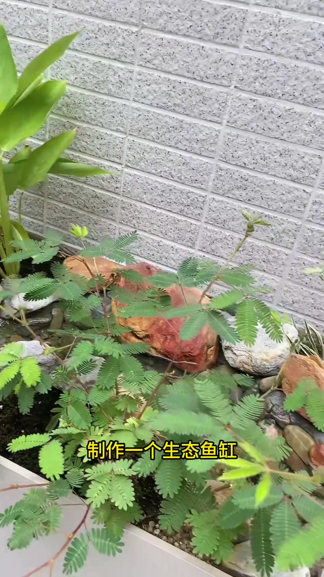 师傅用剩瓷砖和玻璃,制作的生态鱼缸,大家瞧瞧怎么样