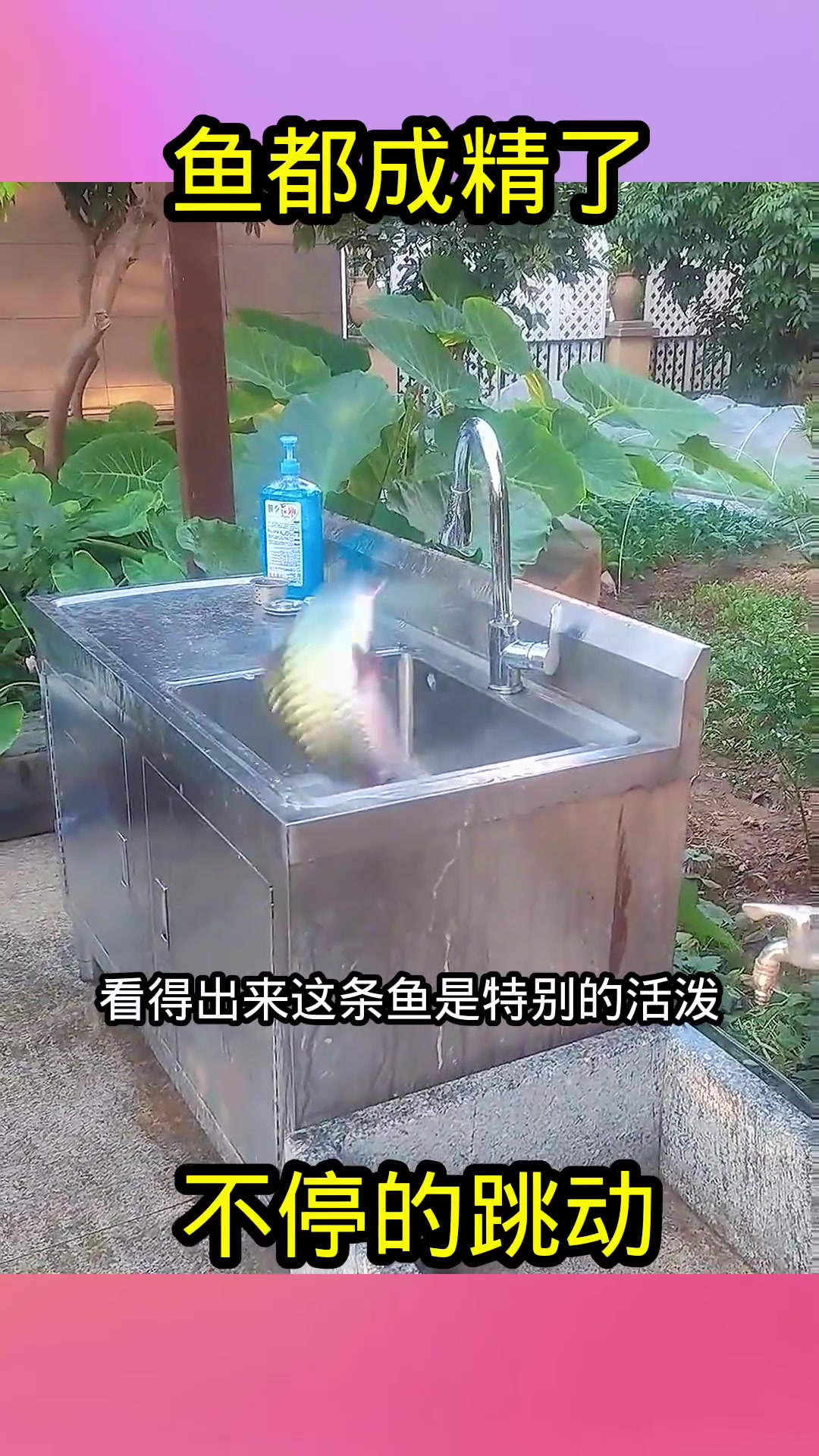 鱼都成精了,不停的跳动!