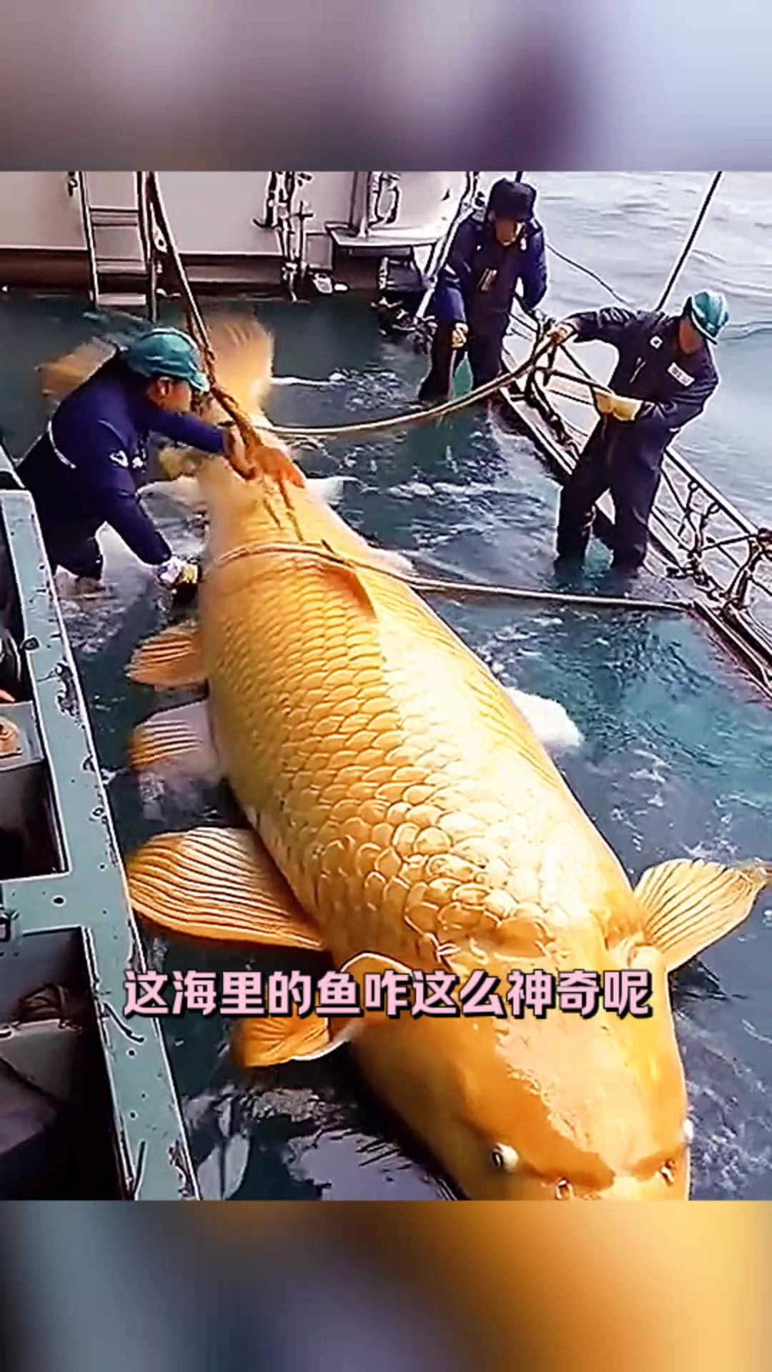 这难道是金龙鱼吗