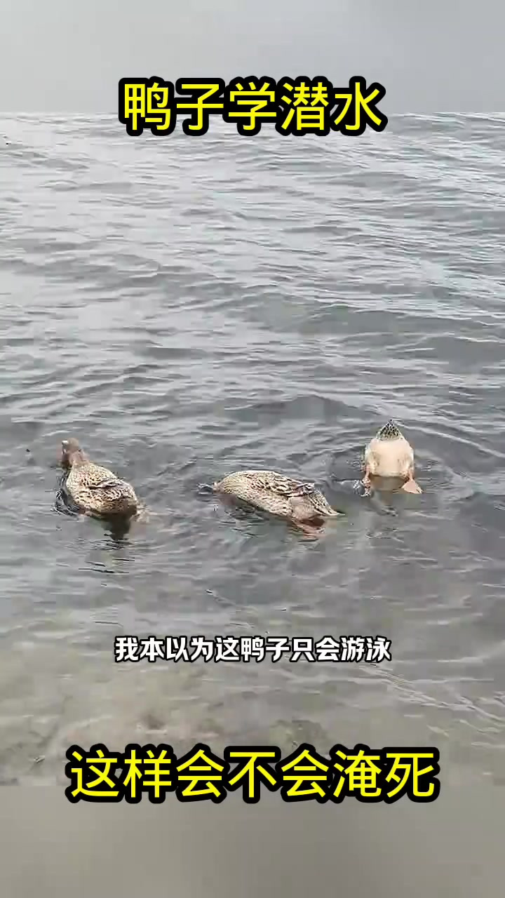 鸭子学潜水,这样会不会淹死!