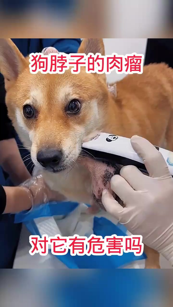 狗脖子的肉瘤,对它有危害吗!