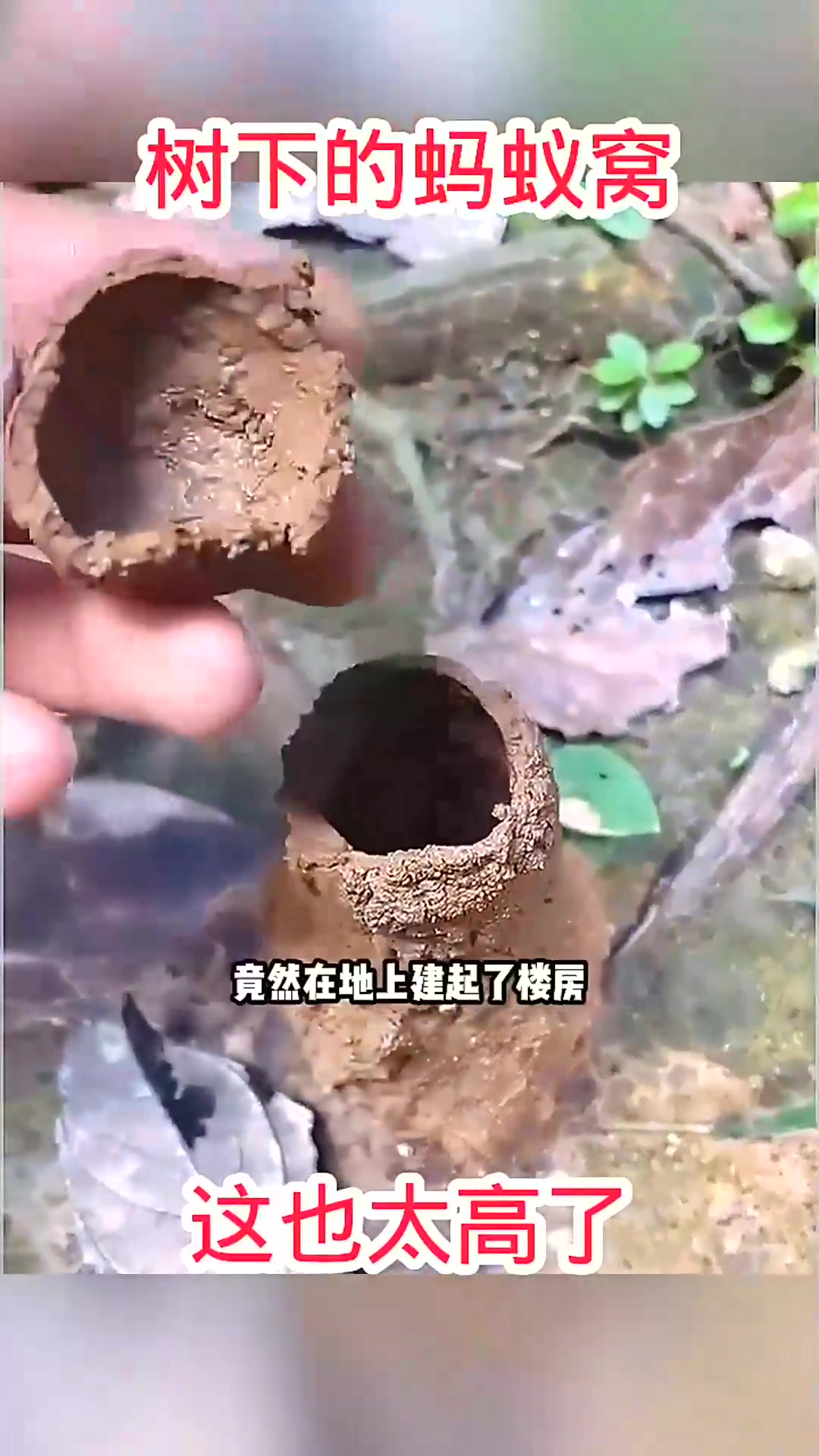  树下的蚂蚁窝,这也太高了!