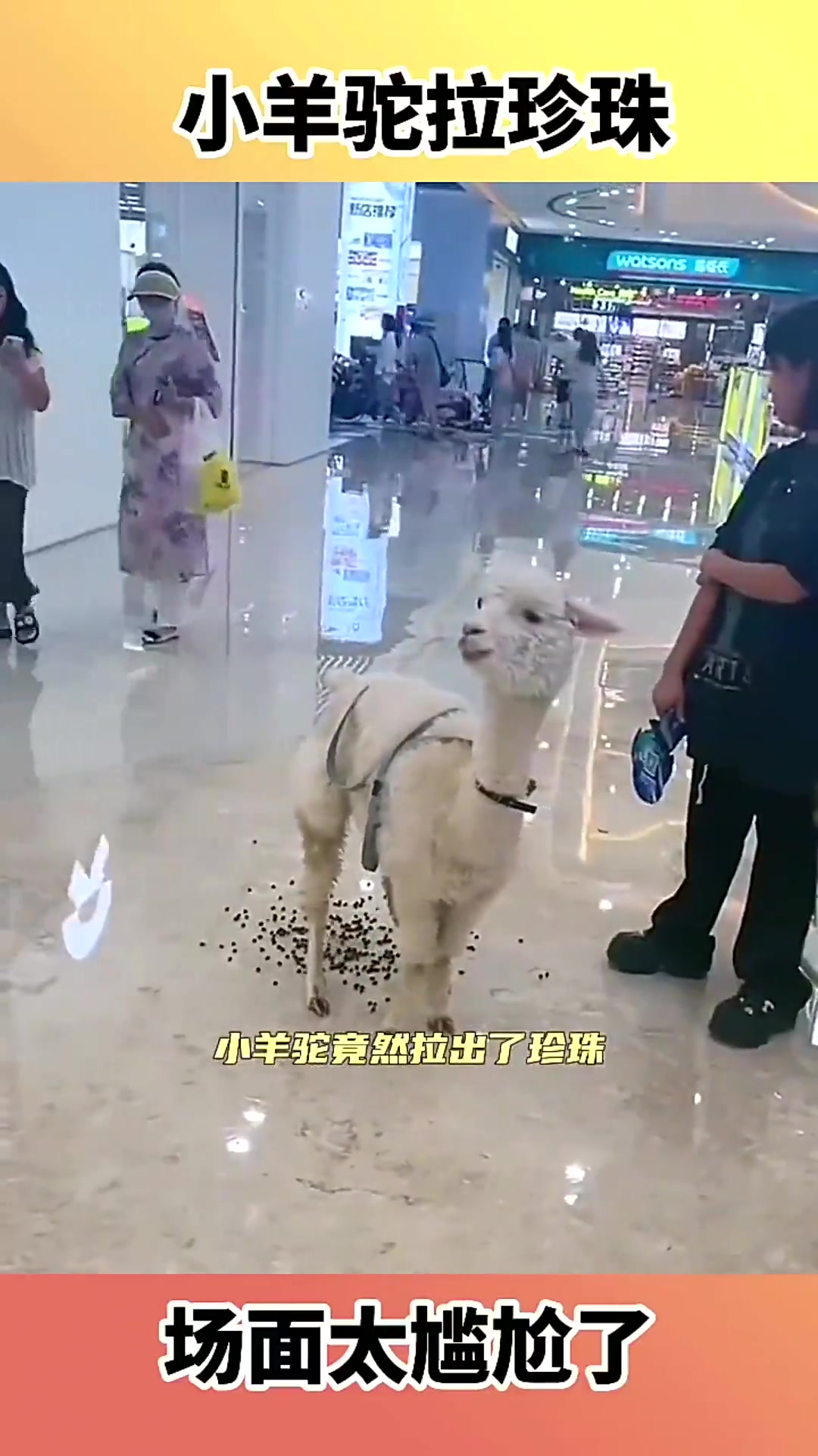  小羊驼拉珍珠,场面太尴尬了!