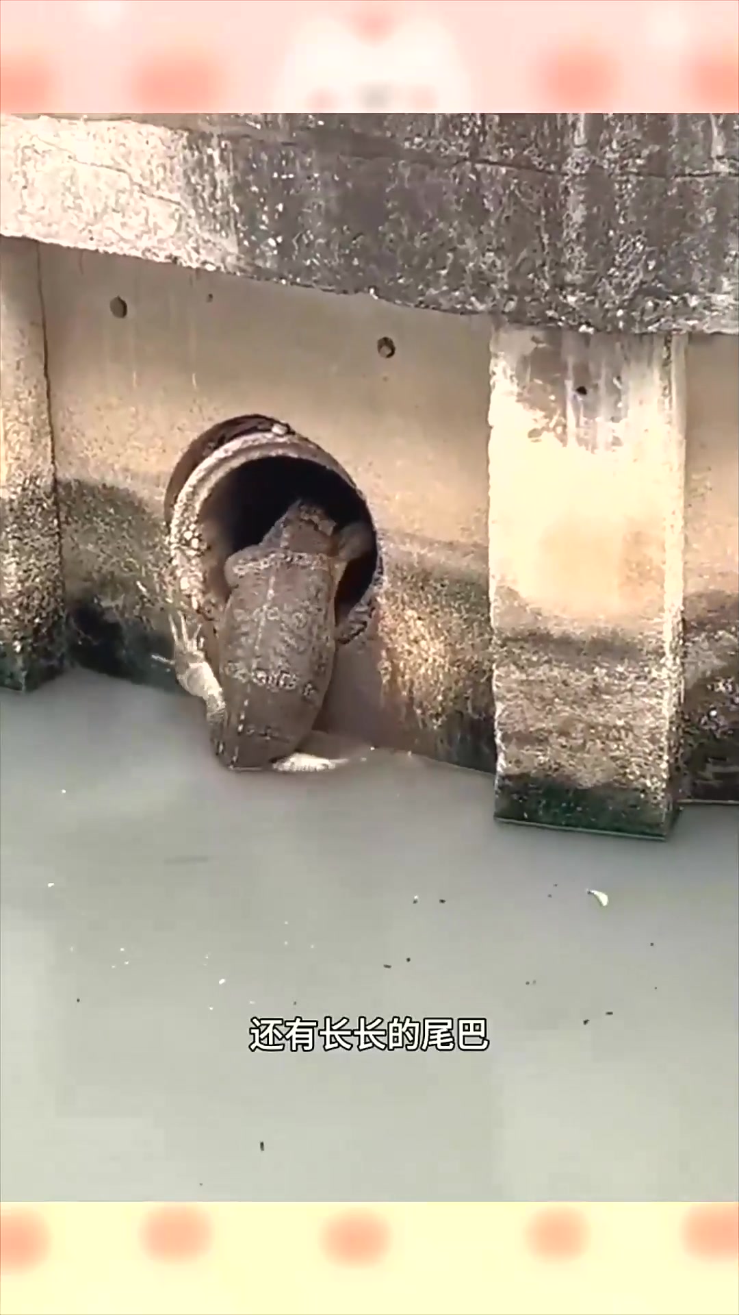 到底是鳄鱼还是壁虎呢?