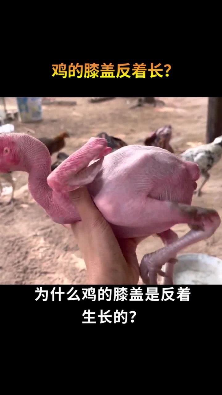 鸡的膝盖为何与我们不同?揭秘奇特生理结构