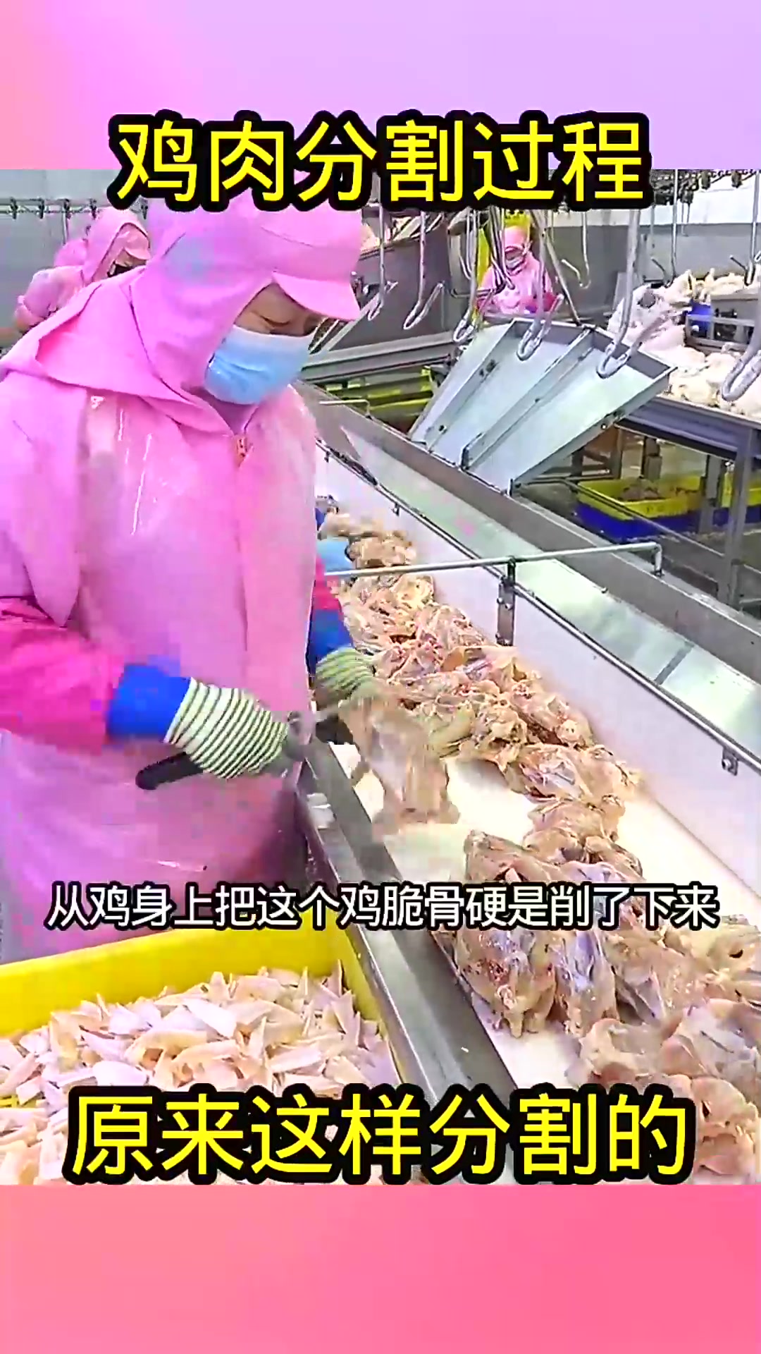  鸡肉分割过程,原来这样分割的!
