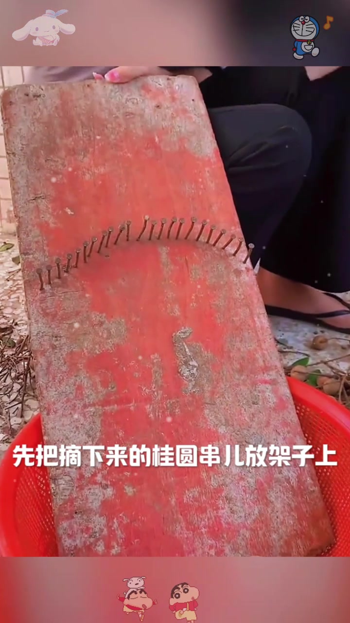  桂圆肉制作过程,长见识了
