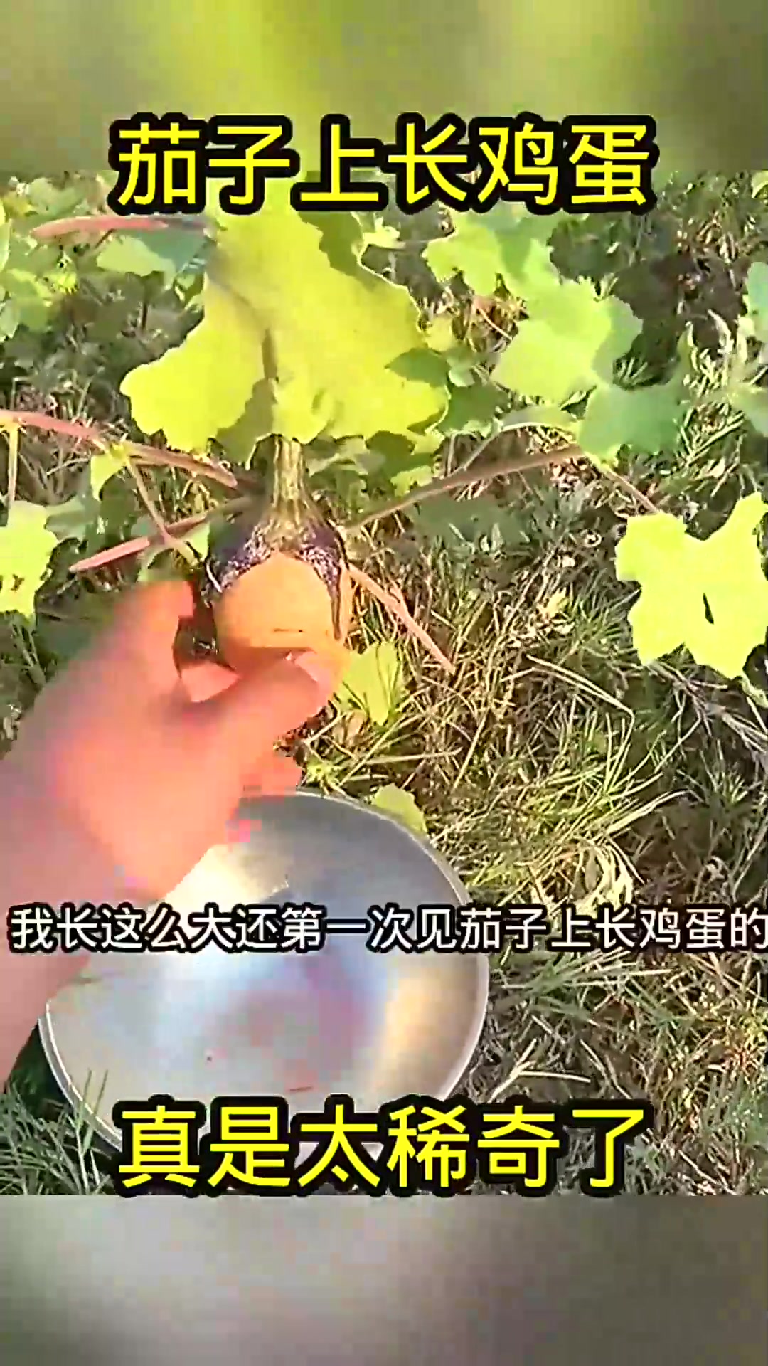 茄子上长鸡蛋,真是太稀奇了!