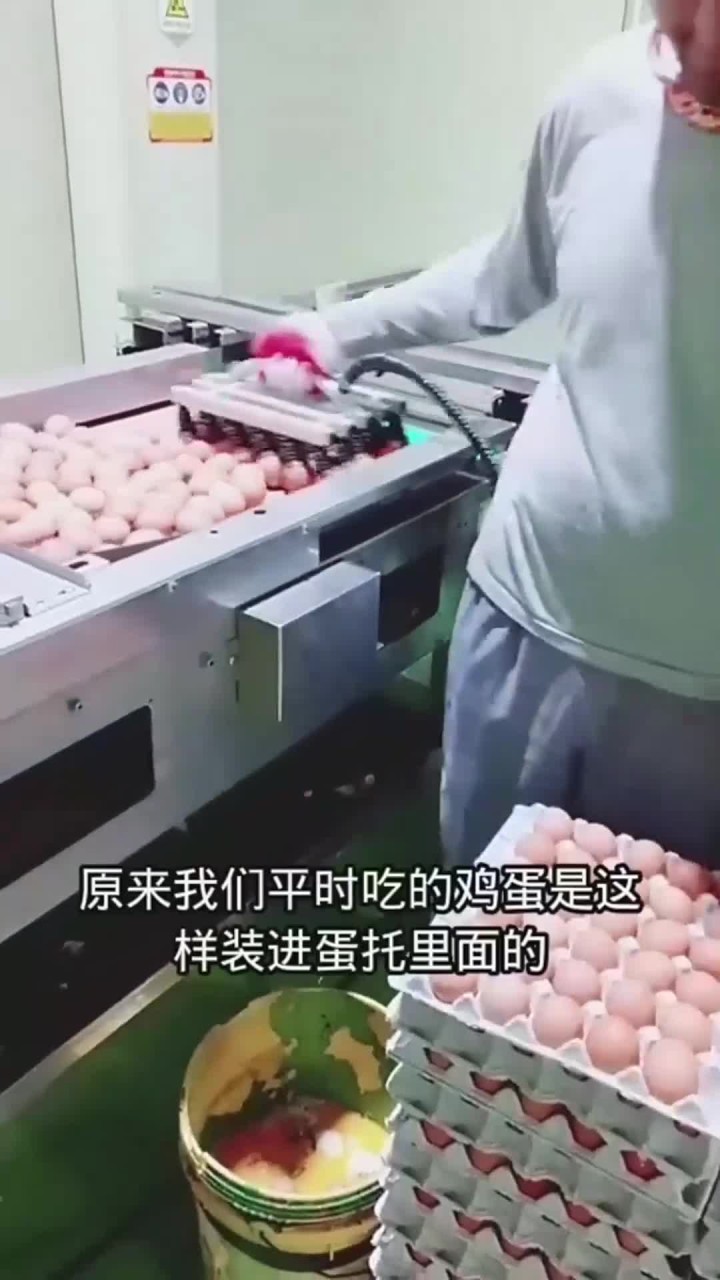 原来鸡蛋是这样装进蛋托的