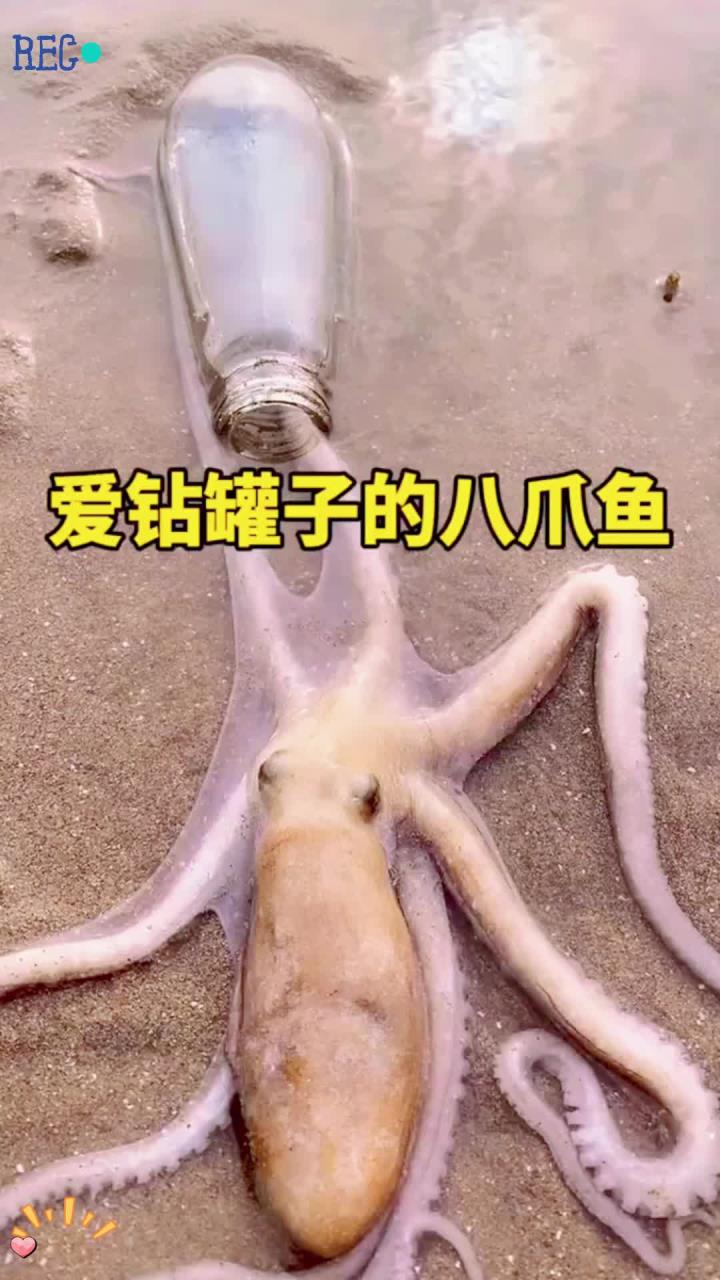 为什么八爪鱼爱钻罐子呢