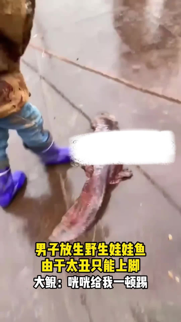 男子放生野生娃娃鱼,由于太丑只能上脚,大鲵:咣咣给我一顿踢