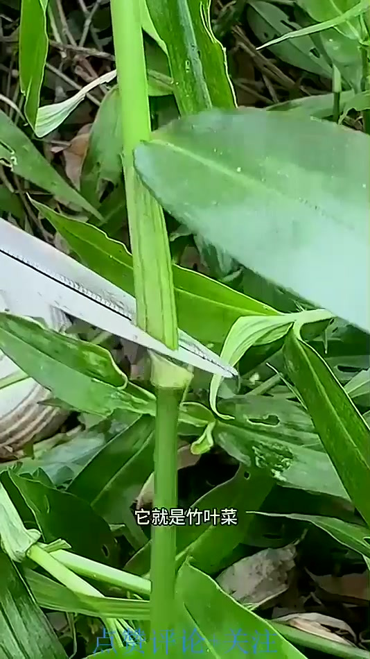 这种植物具有竹子的香气,它就是竹叶菜,村里的老辈人常常采摘它