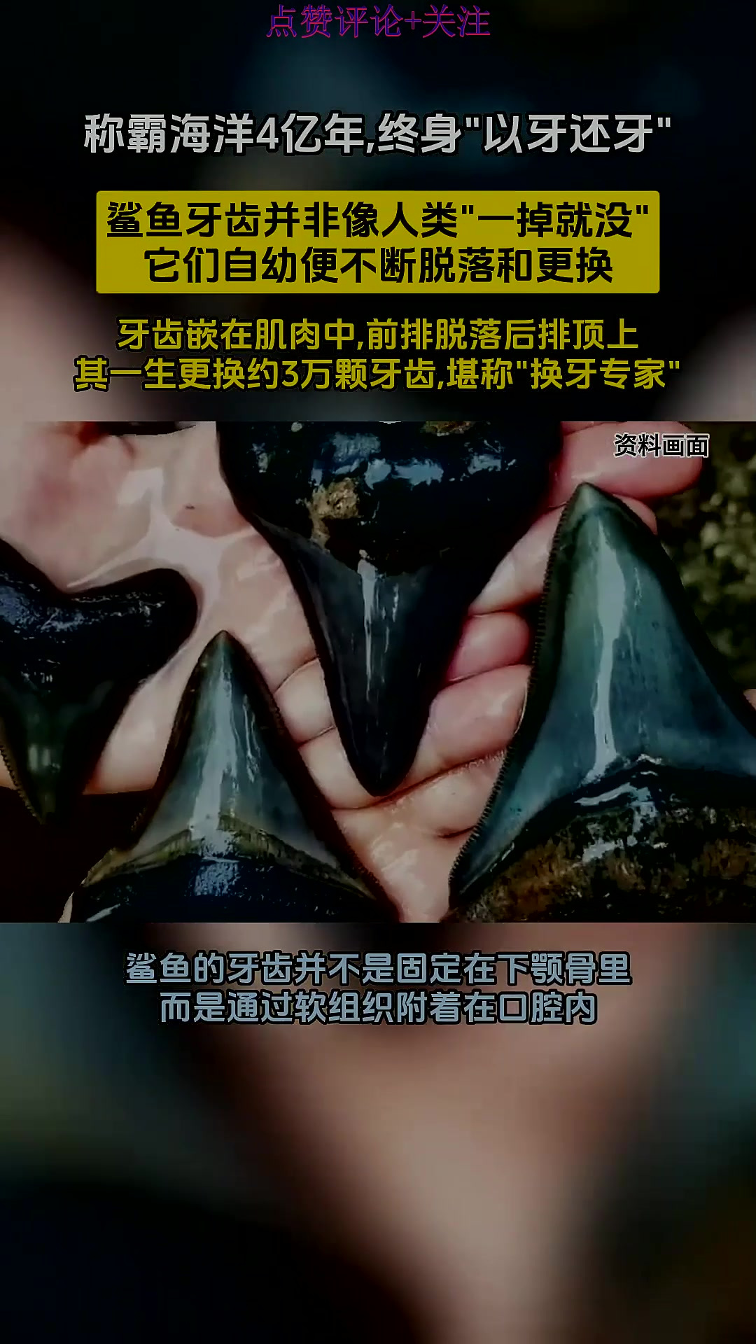 鲨鱼的牙齿究竟有多神奇?一生可更换约3万颗,堪称“换牙大师”