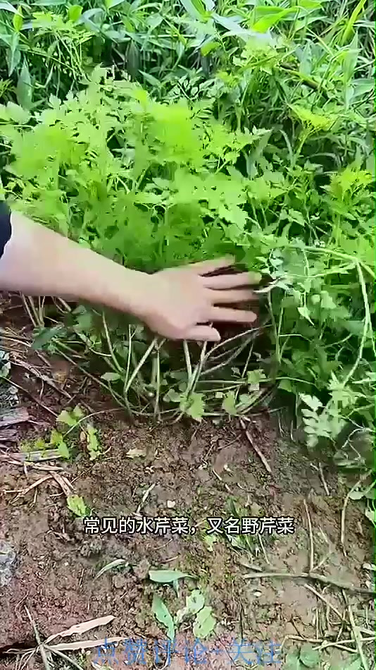 田间地头常见的水芹菜，又名野芹菜，全株均有浓浓的香味